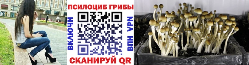 сколько стоит  Плёс  blacksprut как зайти  Псилоцибиновые грибы прущие грибы 